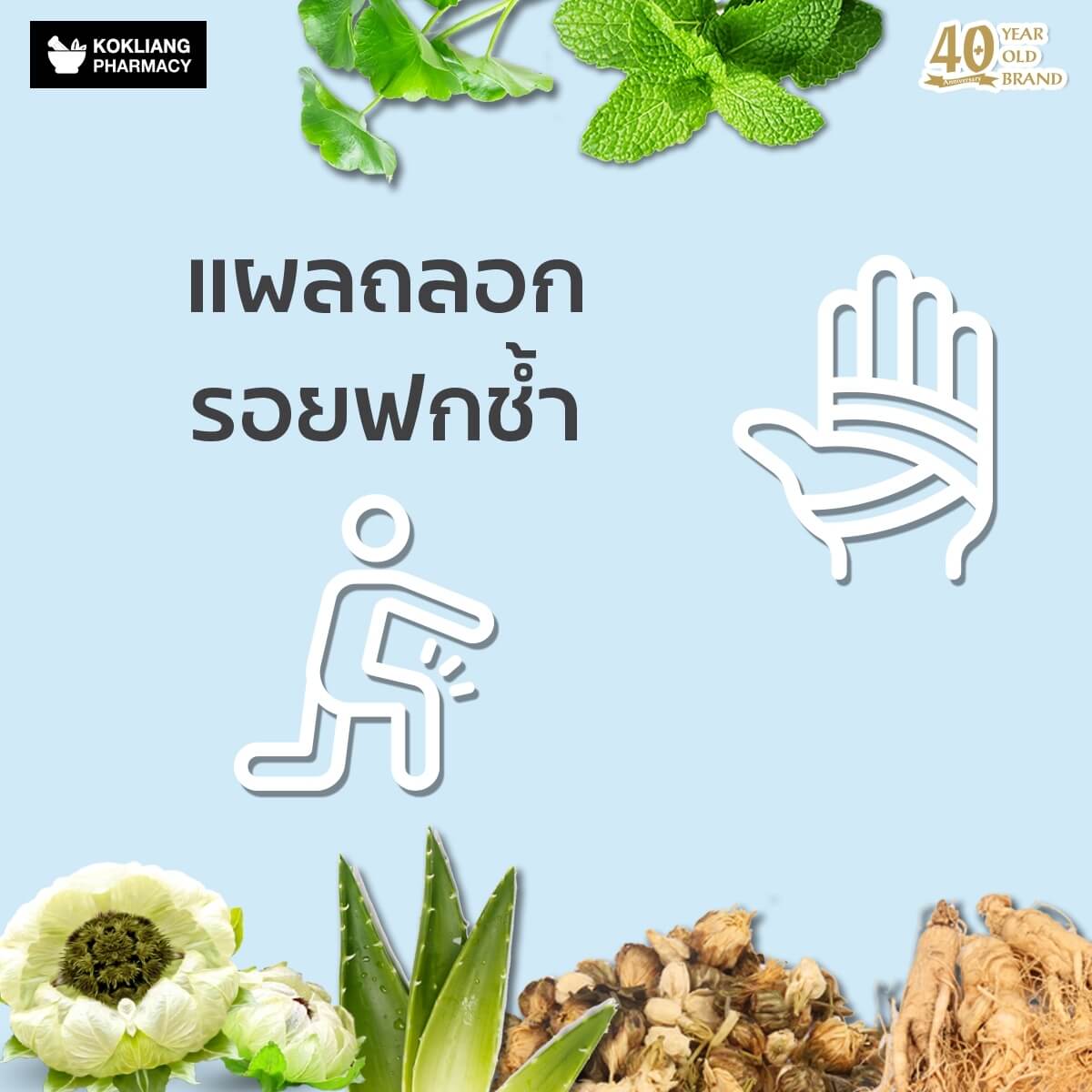 ก๊กเลี้ยง Kokliang ครีมบัวหิมะ 15 g  ในวงการแพทย์จีนรับรอง บัวหิมะ เป็นยอดสมุนไพรไร้คู่เปรียบของจีนมาช้านาน เพราะอุดมไปด้วยน้ำ แร่ธาตุและวิตามิน บอกได้เลยว่าเหมาะสำหรับผิวที่มีปัญหาแบบเร่งด่วน ผิวไหม้จากความร้อนและผดผื่นคัน   พร้อมผสานคุณค่าจากรากโสม พิมเสน ชามะลิ ใบบัวบกและอโลเวร่า ที่มีสรรพคุณลดบวมช้ำและคลายปวดเมื่อยกล้ามเนื้อ กระตุ้นการไหลเวียนของเลือดบริเวณแผลได้ดี เสริมสร้างเซลล์ผิวใหม่ทดแทนผิวเก่า หรือแผลอื่นๆที่จะกลายเป็นรอยแผลเป็น คลายปวดเมื่อยตามกล้ามเนื้อ   หากคุณยังไม่พอใจครีมหลายสิบขนานที่เคยใช้มาแล้ว ให้ครีมบัวหิมะเป็นองครักษ์พิทักษ์ผิวคุณไว้ที่บ้านหรือพกติดตัวก็ไม่เสียหาย